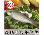 《鮮食》SGS檢驗 午仔魚(250g/尾)