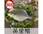 《鮮食》SGS檢驗 黃金鯧(500g/尾)