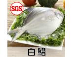 《鮮食》SGS檢驗 白鯧(600g/尾)