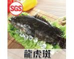 《鮮食》SGS檢驗 龍虎斑(500g/尾)
